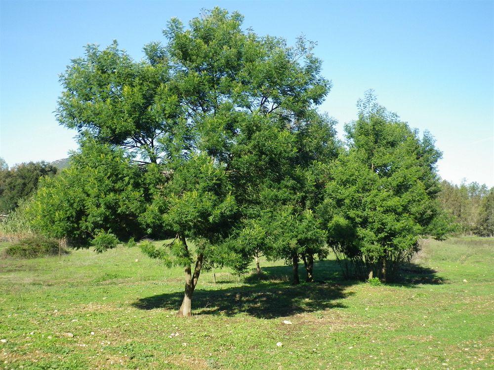 Agriturismo Sa Murta In Sennariolo-Oristano Villa Buitenkant foto